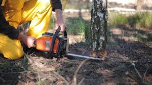 Best Tree Preservation Services  in Washingtonville, NY