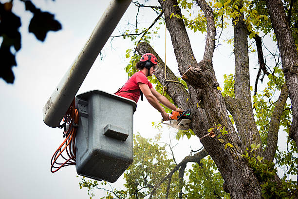 Best Arborist Consultation Services  in Washingtonville, NY